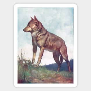 Central European Wolf circa 1900 Sticker